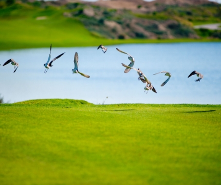 Al Mouj Golf Achieves Double Re-Certification in GEO and Audubon Standards, Highlighting International Eco-Leadership